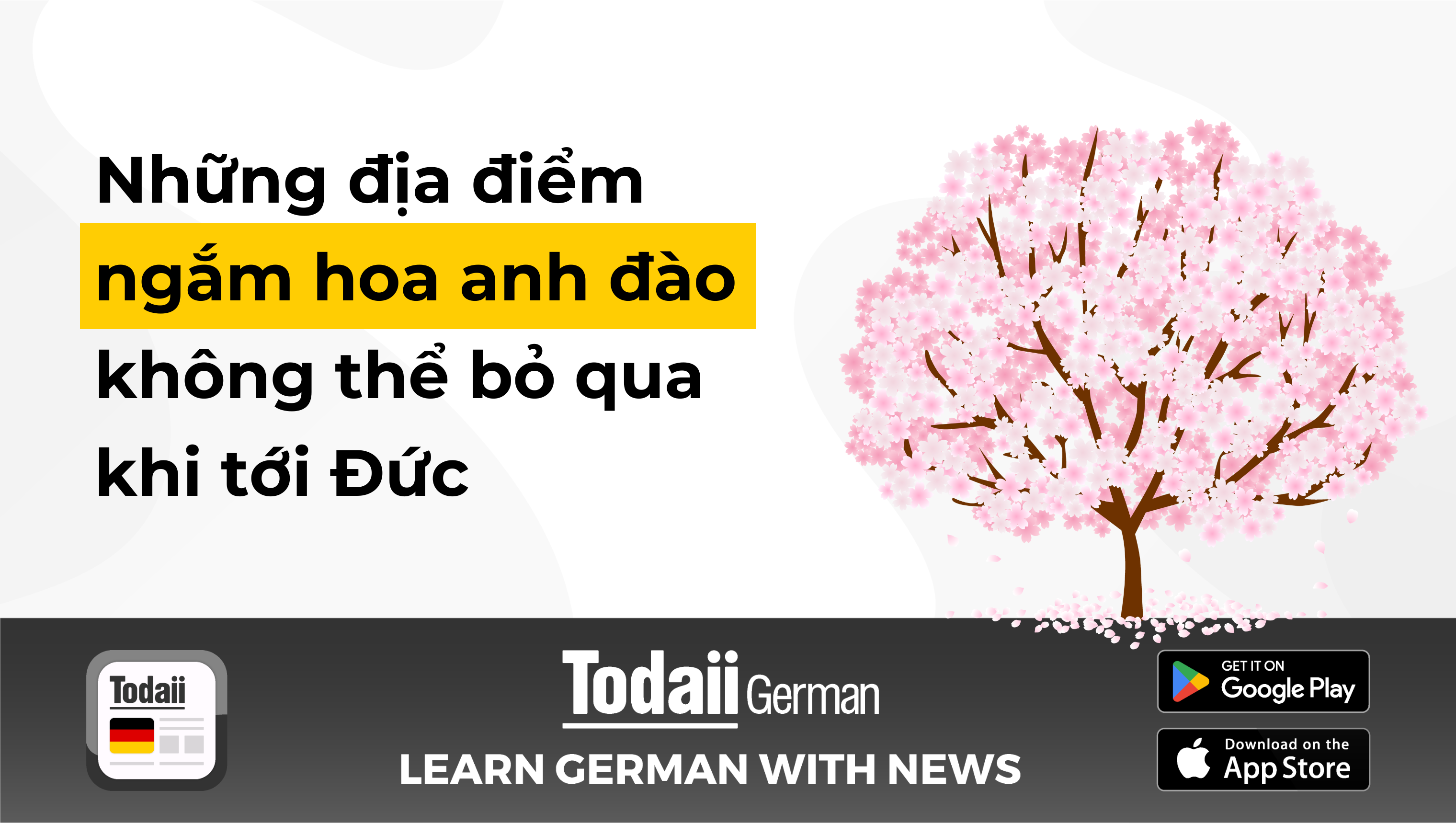 Những địa điểm ngắm hoa anh đào không thể bỏ qua khi tới Đức